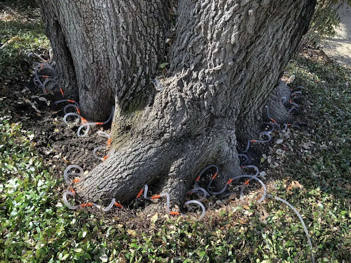 Detailed Tree Cabling and Bracing job site in Sparrow Bush