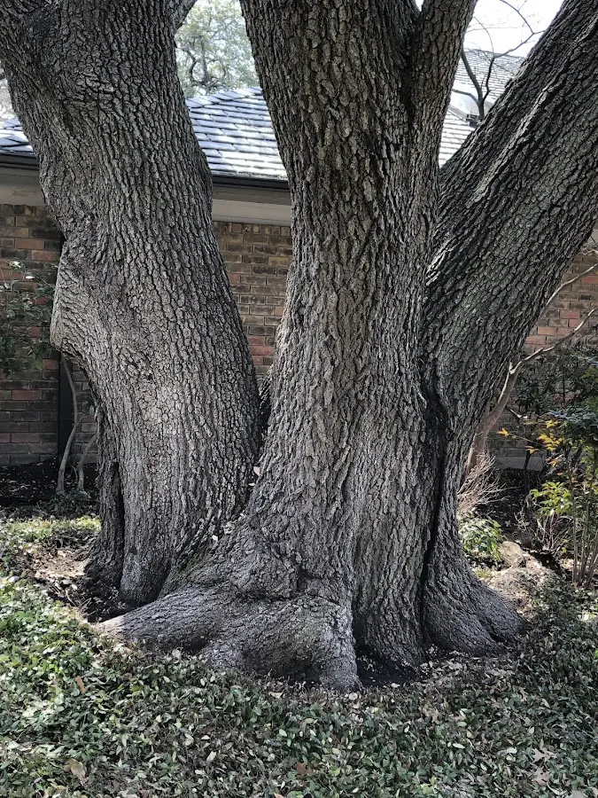 Mature heritage tree close to a Sparrow Bush property cared for by certified arborists